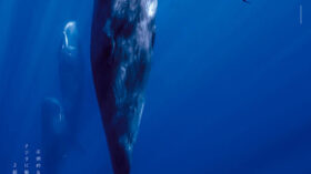 パトリックとクジラ 6000日の絆のアイキャッチ画像